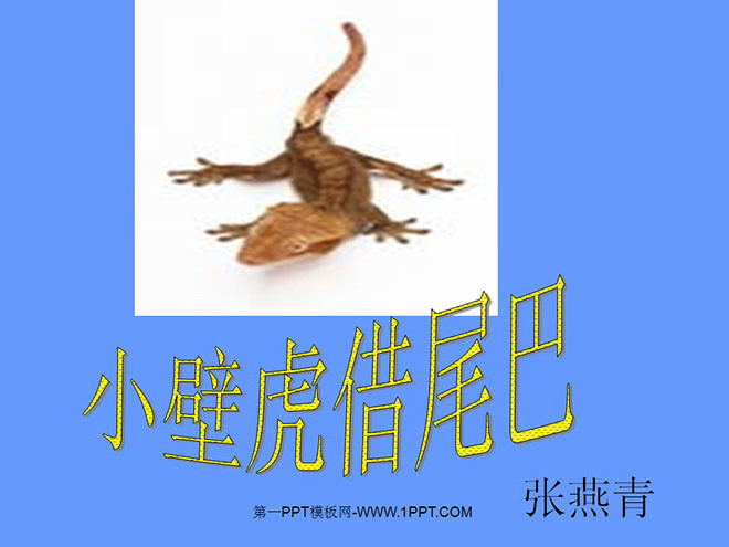 小壁虎借尾巴PPT课件下载2