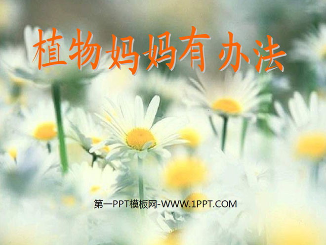 植物妈妈有办法PPT教学课件下载