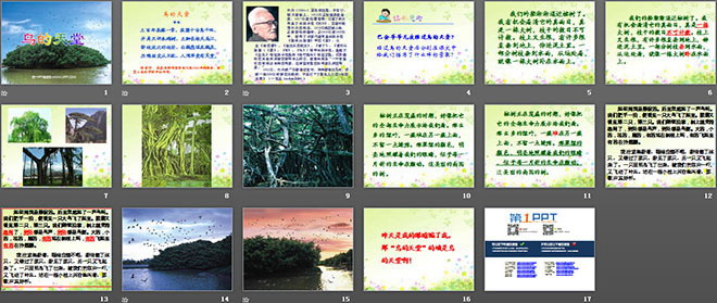 《鸟的天堂》PPT教学课件下载