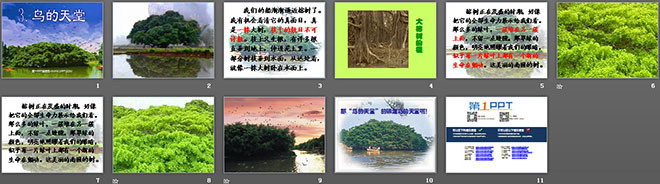 《鸟的天堂》PPT教学课件下载2