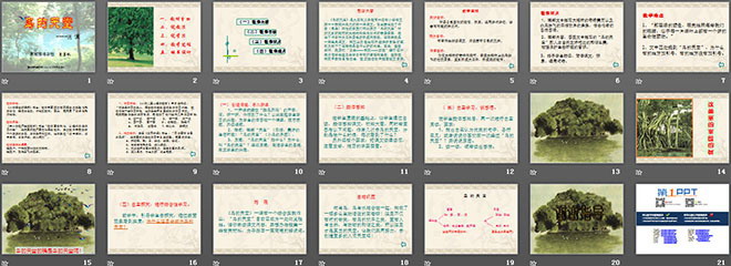 鸟的天堂PPT课件下载3