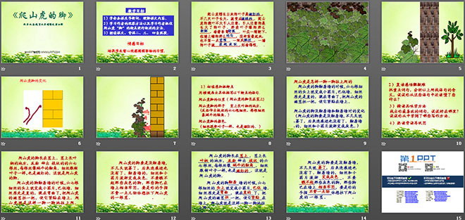 《爬山虎的脚》PPT教学课件下载