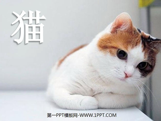 《猫》PPT课件下载3