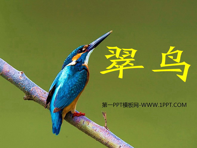 《翠鸟》PPT课件