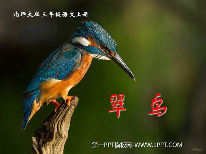 《翠鸟》PPT课件2