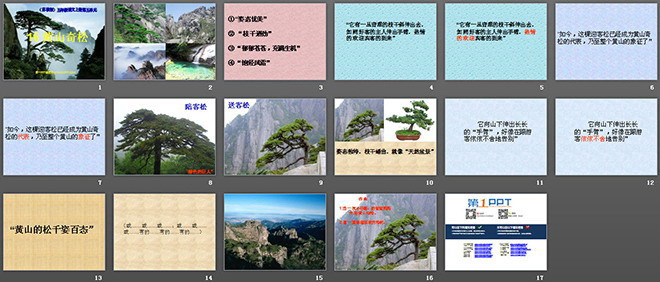 《黄山奇松》PPT课件2