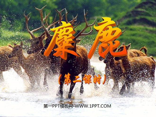 《麋鹿》PPT课件2