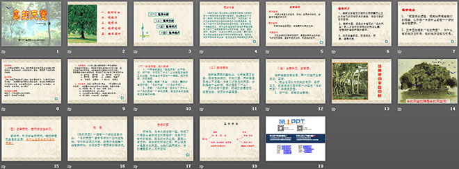 《鸟的天堂》PPT教学课件下载6