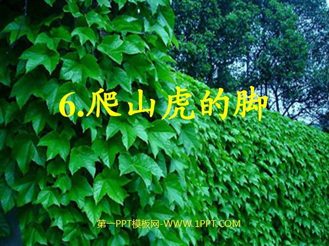 《爬山虎的脚》PPT教学课件下载5