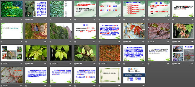 《爬山虎的脚》PPT教学课件下载5