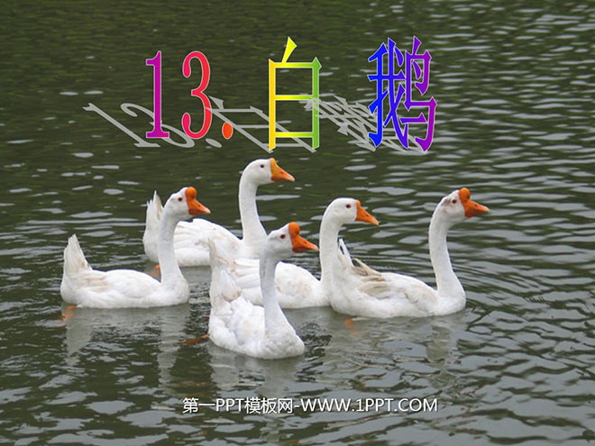 《白鹅》PPT课件下载4