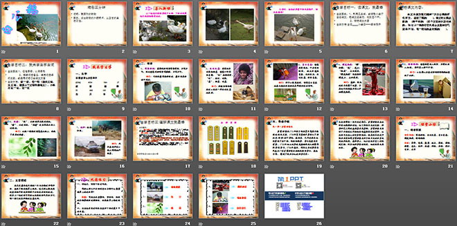 《白公鹅》PPT课件下载5