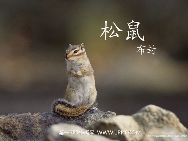 《松鼠》PPT课件下载3
