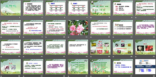 《夹竹桃》PPT课件2