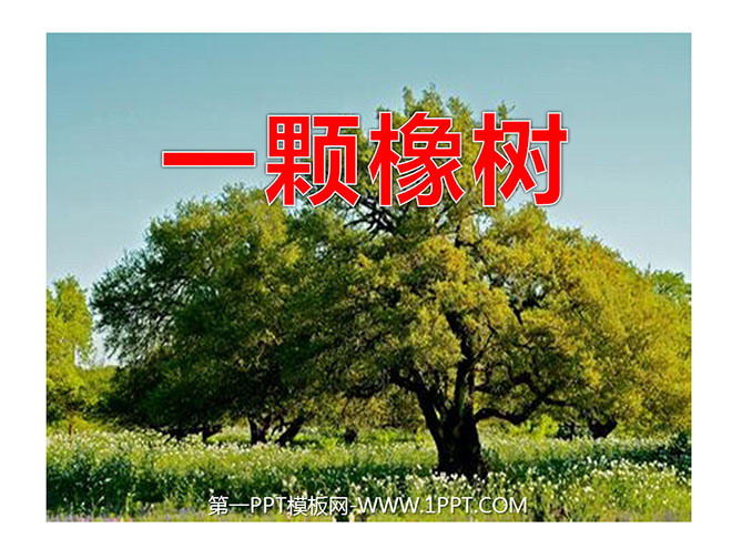 《一棵橡树》PPT课件