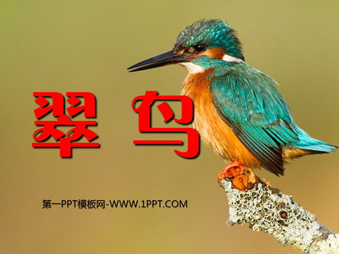 《翠鸟》PPT课件下载6
