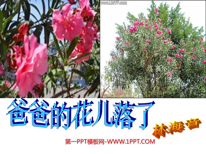 《爸爸的花儿落了》PPT课件3
