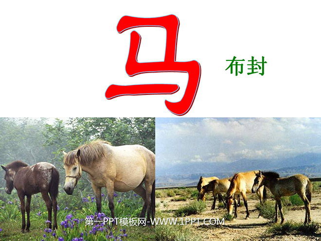 《马》PPT课件4