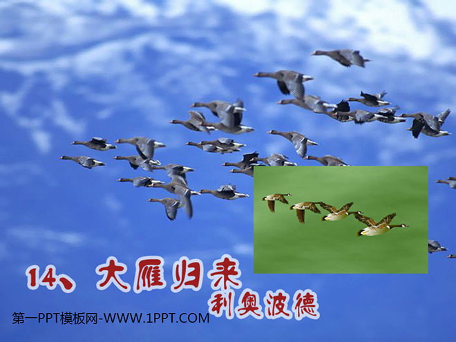《大雁归来》PPT课件3