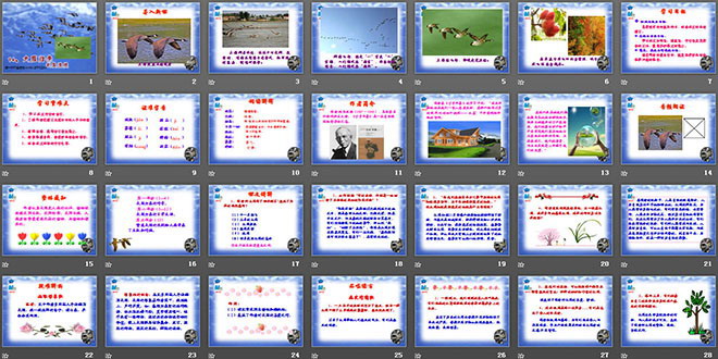 《大雁归来》PPT课件3