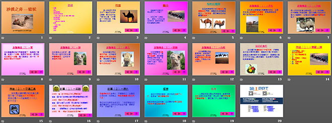 《沙漠之舟》PPT课件