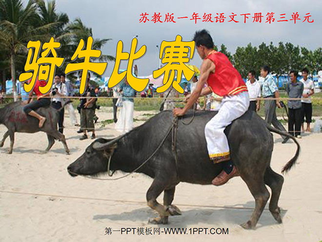 《骑牛比赛》PPT课件2