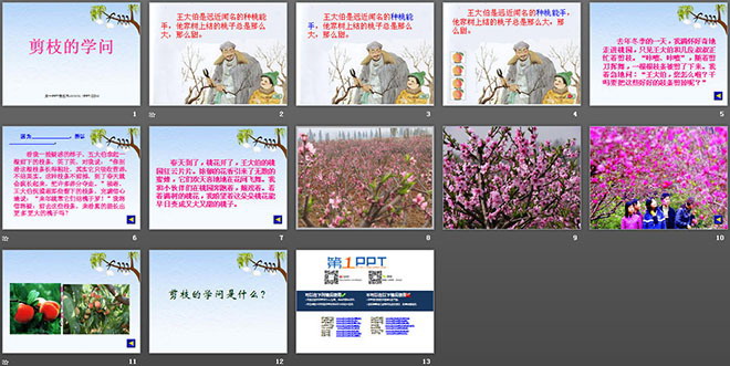 《剪枝的学问》PPT课件2