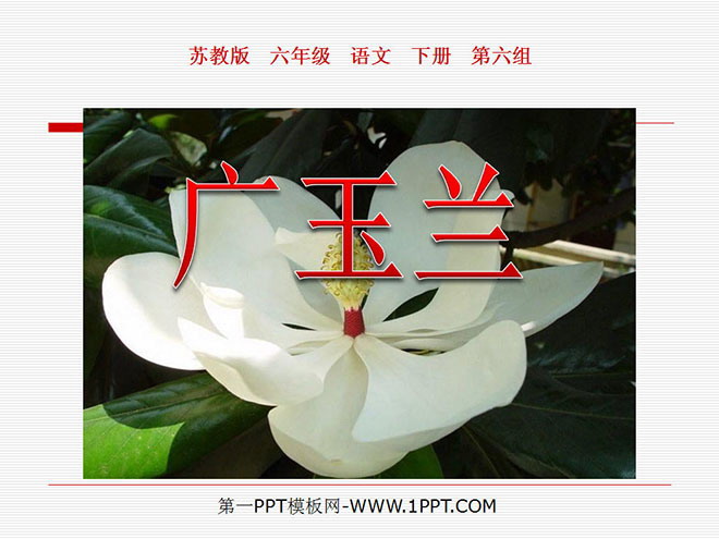 《广玉兰》PPT课件