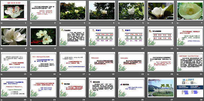《广玉兰》PPT课件