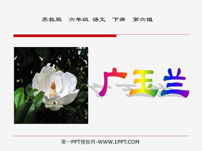 《广玉兰》PPT课件2