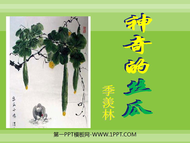 《神奇的丝瓜》PPT课件2