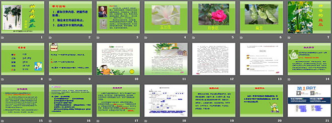 《神奇的丝瓜》PPT课件2