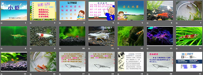 《小虾》PPT课件3