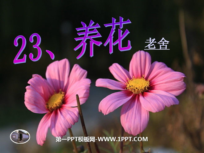 《养花》PPT课件4