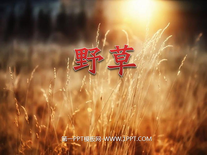 《野草》PPT课件4