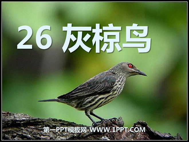 《灰椋鸟》PPT课件3
