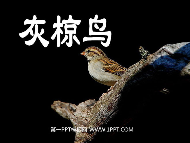 《灰椋鸟》PPT课件4