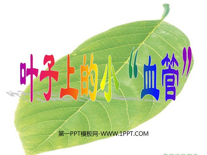 《叶子上的小血管》PPT课件