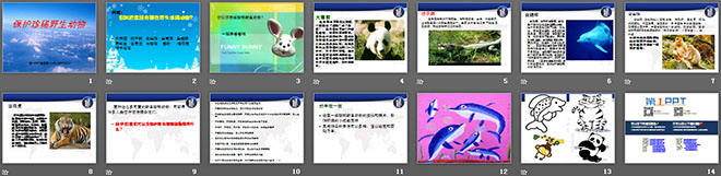 《保护珍稀野生动物》PPT课件