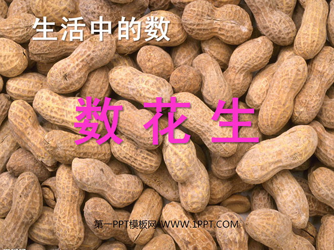 《数花生》PPT课件3