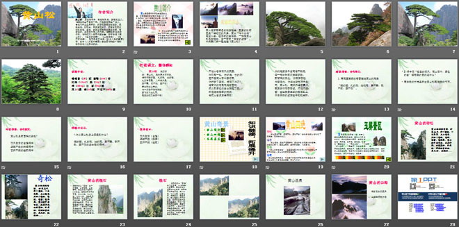 《黄山松》PPT课件3