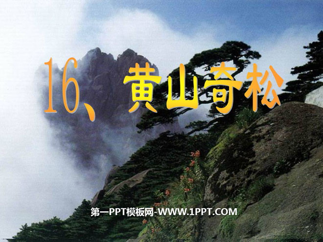 《黄山奇松》PPT课件4