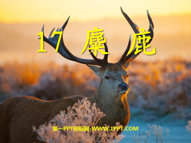 《麋鹿》PPT课件5