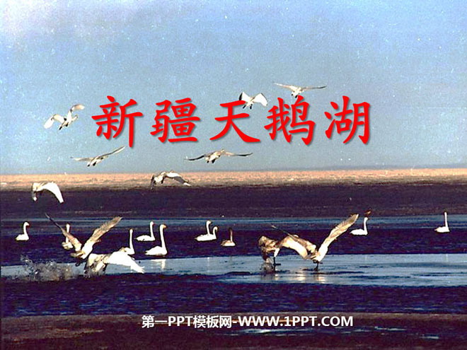 《新疆天鹅湖》PPT课件4