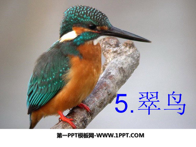 《翠鸟》PPT课件3