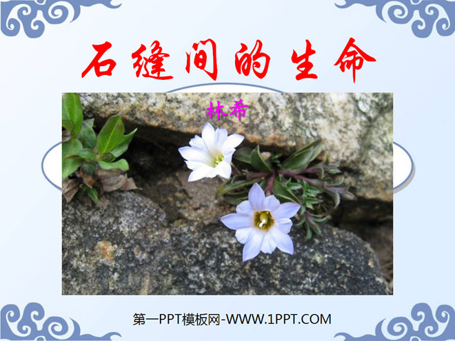 《石缝间的生命》PPT课件5