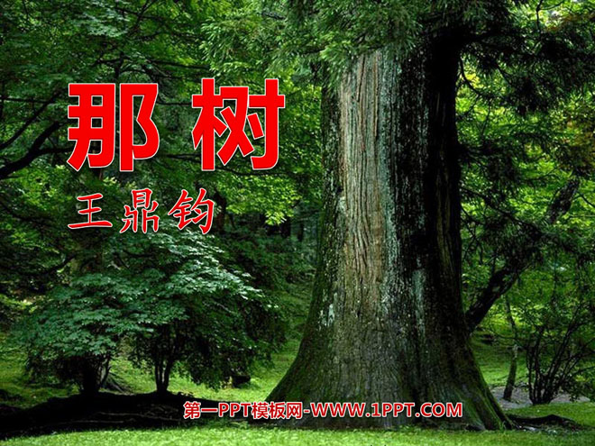 《那树》PPT课件8