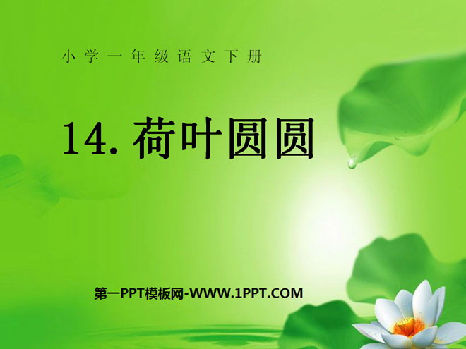《荷叶圆圆》PPT课件6
