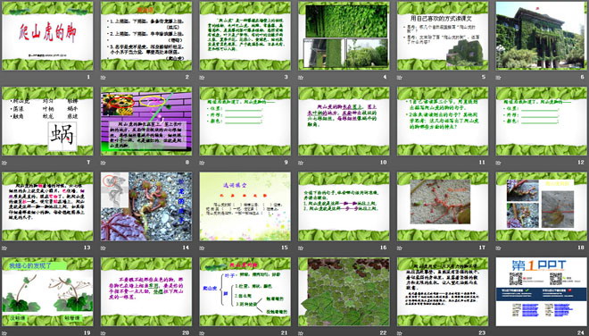 《爬山虎的脚》PPT课件2