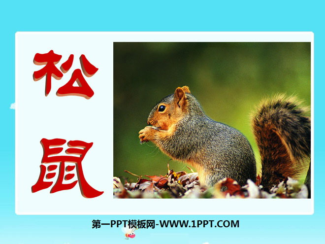 《松鼠》PPT课件7